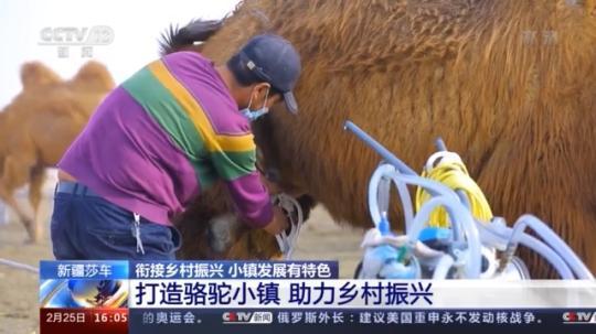 種蘑菇、養(yǎng)駱駝...。。特色產(chǎn)業(yè)助力鄉(xiāng)村振興走新路