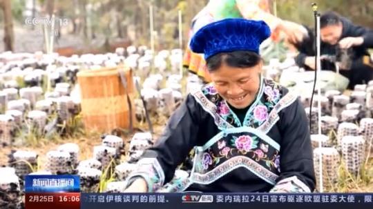 種蘑菇、養(yǎng)駱駝...。。特色產(chǎn)業(yè)助力鄉(xiāng)村振興走新路