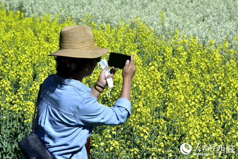 大片油菜花吸引游客到來。人民網(wǎng) 李海霞攝