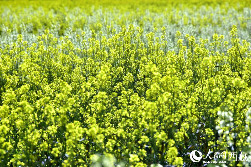 盛開的小油菜花。人民網(wǎng) 李海霞攝