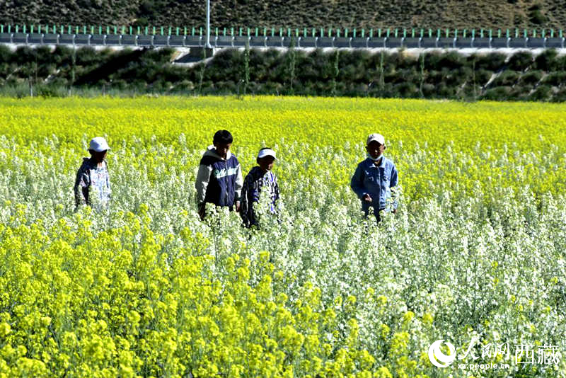 小孩在油菜花田嬉戲。人民網(wǎng) 李海霞攝