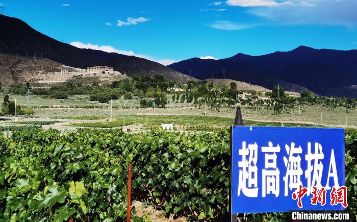 圖為桑日縣種植的葡萄?！∩侥仙Ｈ湛h委宣傳部提供