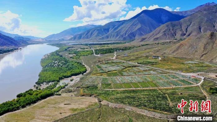 圖為桑日縣葡萄種植基地?！∩侥仙Ｈ湛h委宣傳部提供