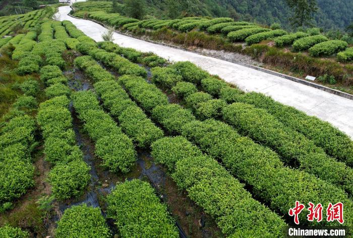圖為西藏林芝市墨脫縣背崩鄉(xiāng)格林村山頂?shù)木坝^茶園。(無(wú)人機(jī)照片) 李林 攝