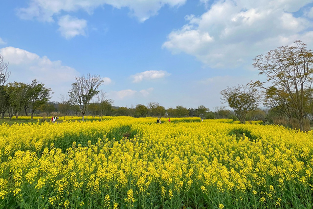 每到油菜花季，就有市民相約到重慶廣陽(yáng)島上踏青賞花。鄒樂攝