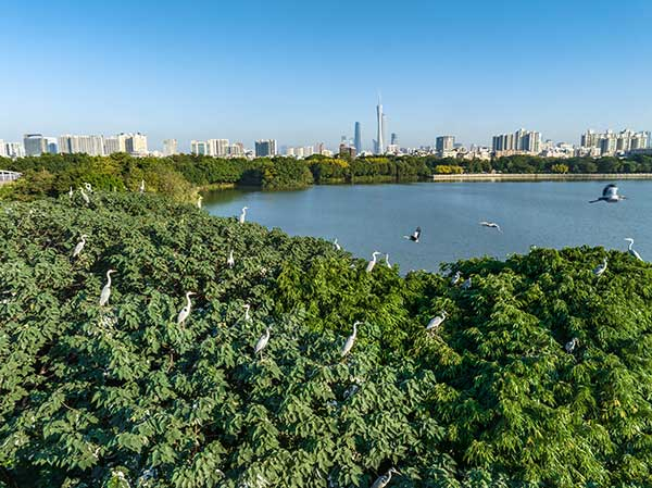 廣州海珠國家濕地公園一角。公園供圖