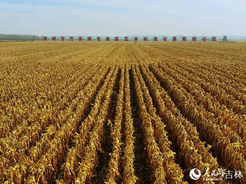 吉林黑土地上糧滿倉(cāng)（資料圖片）。人民網(wǎng)記者 王海躍攝