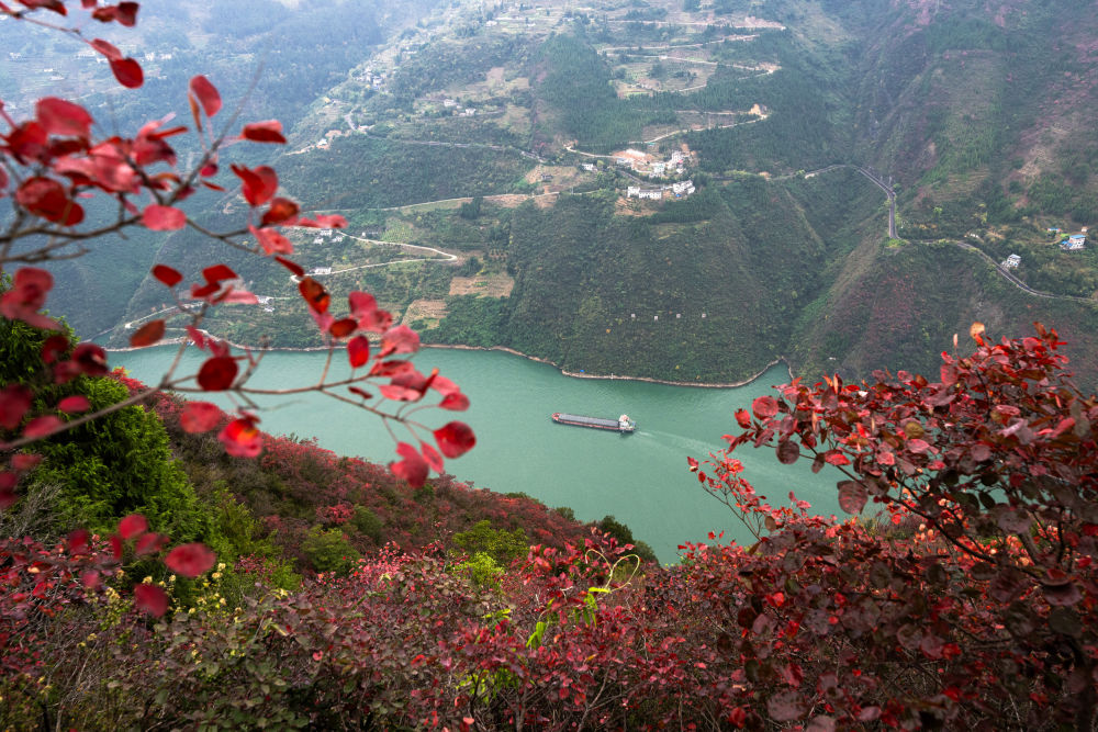 船舶行駛在紅葉掩映下的長江三峽重慶市巫山縣水域（2023年11月30日攝）。新華社記者 肖藝九 攝