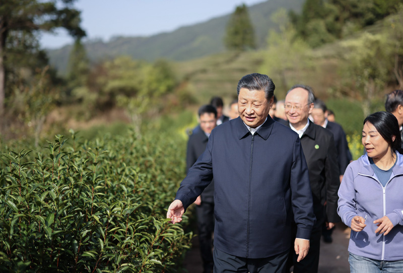 2021年3月22日下午，習(xí)近平在福建省南平市武夷山市星村鎮(zhèn)燕子窠生態(tài)茶園，察看春茶長(zhǎng)勢(shì)，了解當(dāng)?shù)夭璁a(chǎn)業(yè)發(fā)展情況。