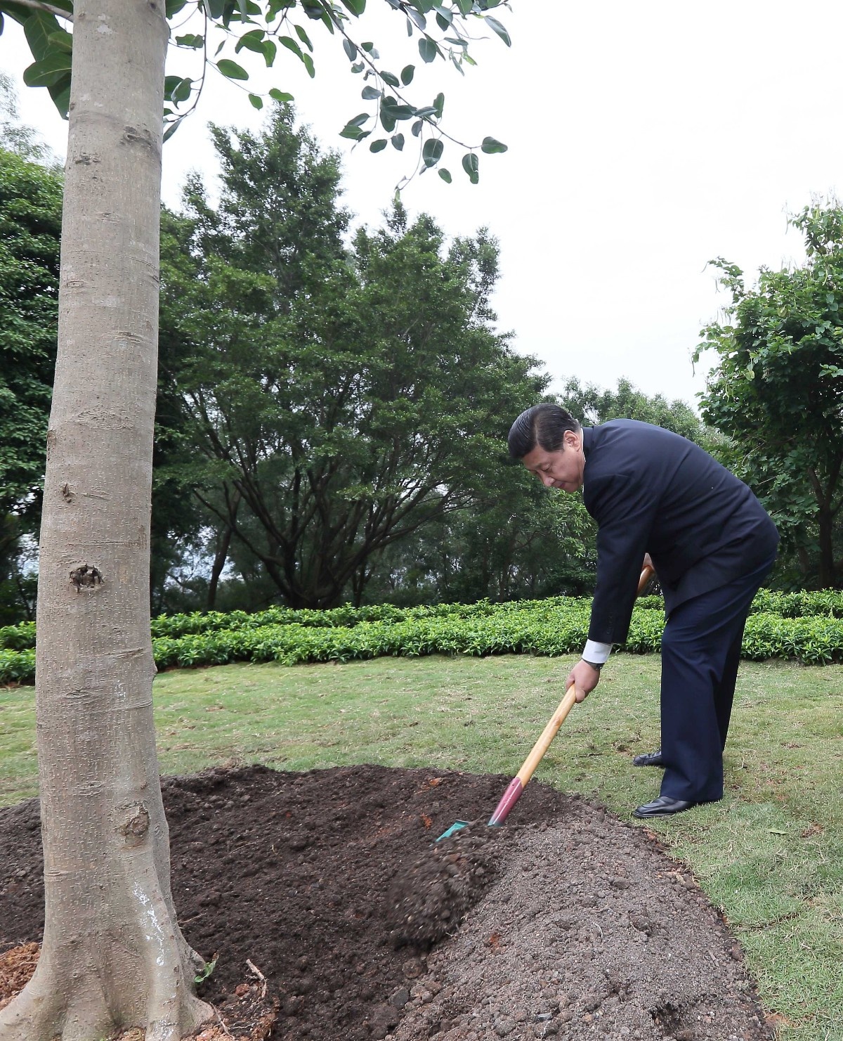 2012年12月8日，習(xí)近平在深圳蓮花山公園種下一棵高山榕樹(shù)。