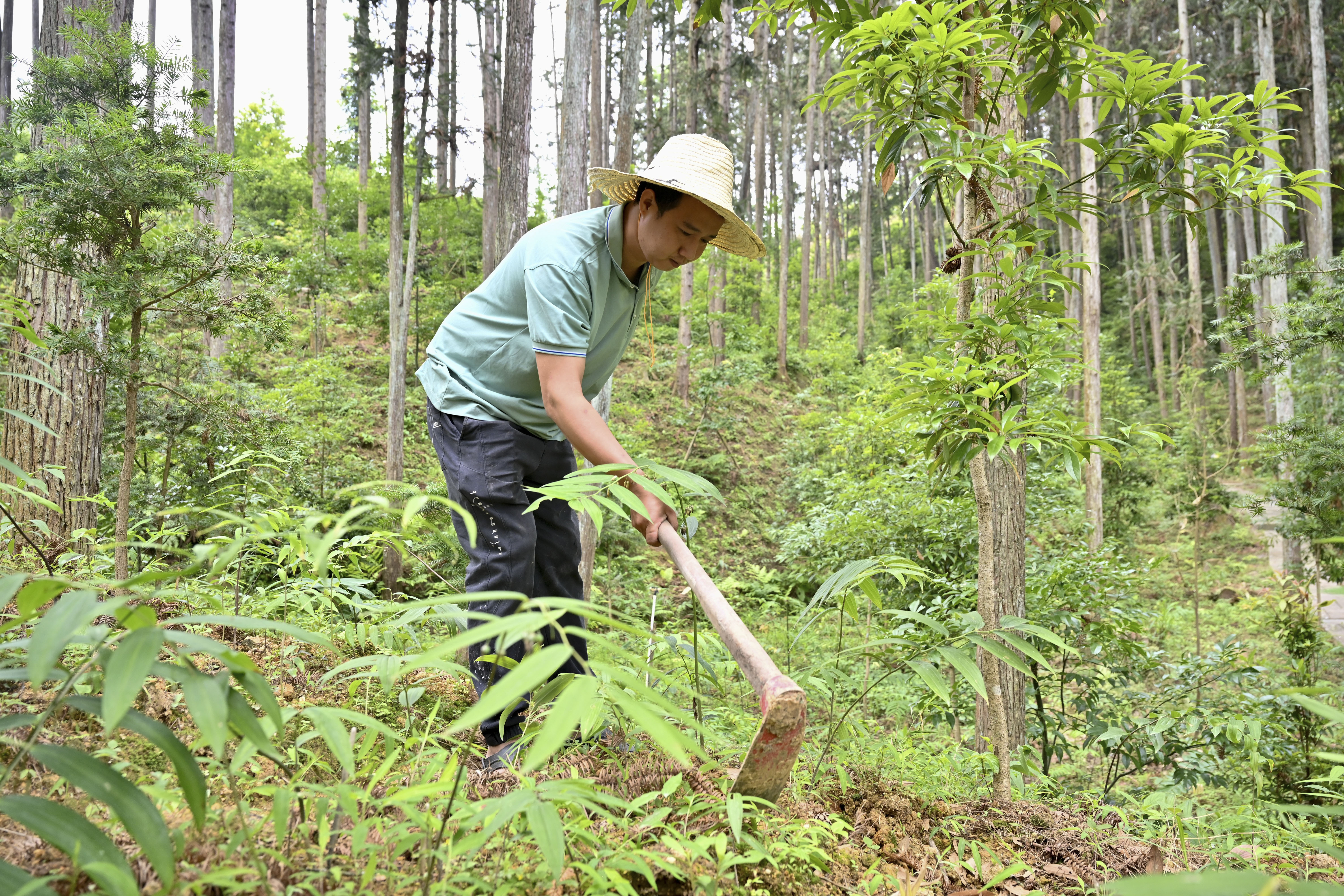2024年5月9日，福建省三明市馬巖林下經(jīng)濟(jì)種植示范基地工人在管理林下種植的多花黃精。