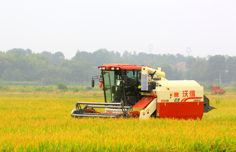 早稻收割忙，農(nóng)機(jī)來(lái)助力。常德市鼎城區(qū)融媒體中心供圖
