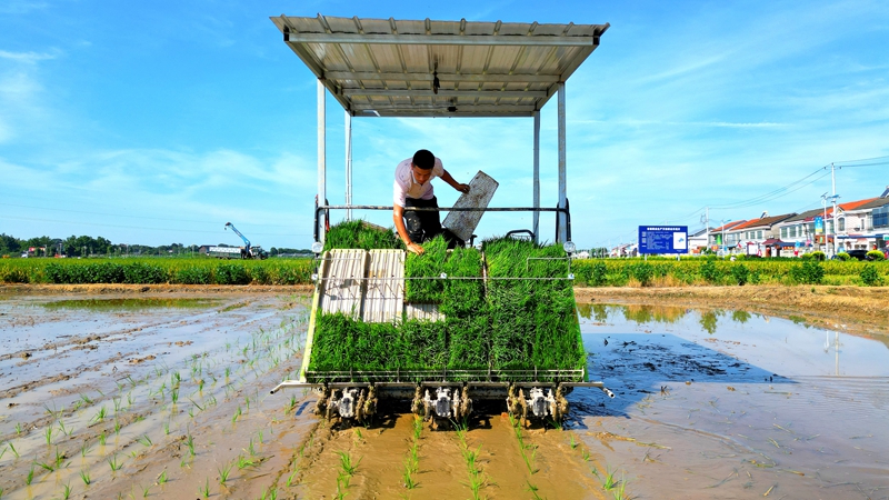 戴宏在無(wú)人駕駛的插秧機(jī)上作業(yè)。常德日?qǐng)?bào)社 王明睿 攝