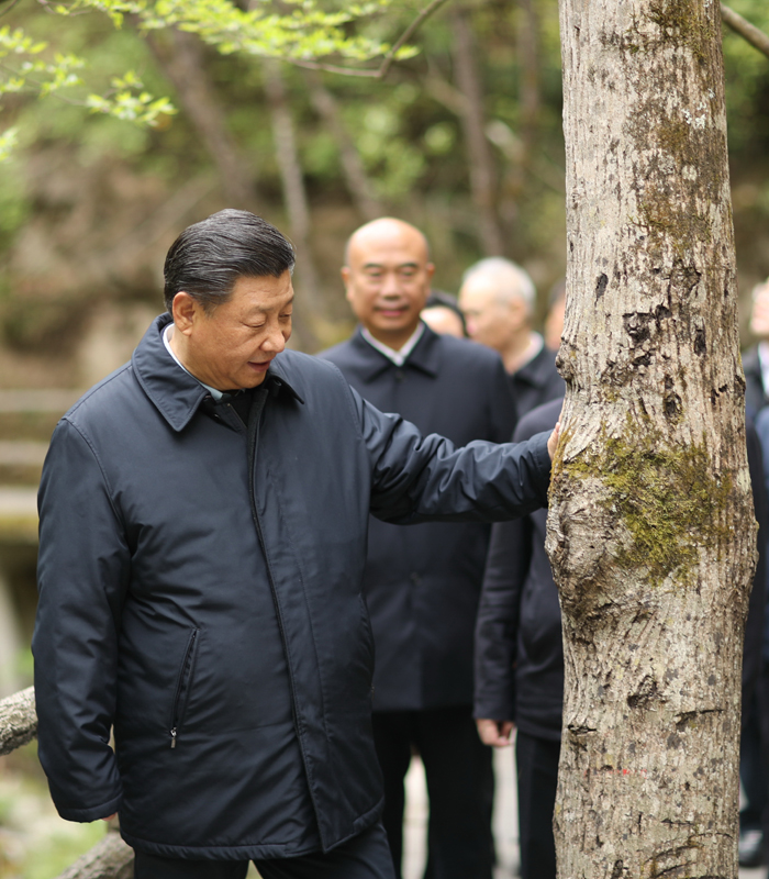 　2020年4月，習(xí)近平總書(shū)記來(lái)到位于商洛市柞水縣的秦嶺牛背梁國(guó)家級(jí)自然保護(hù)區(qū)，考察秦嶺生態(tài)保護(hù)情況。新華社記者 鞠鵬 攝
