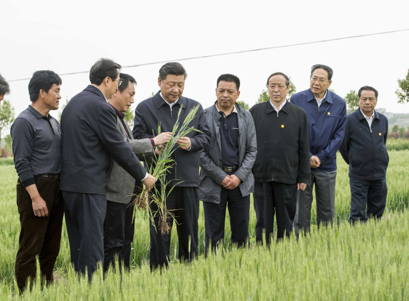 2016年4月25日下午，習(xí)近平在安徽滁州市鳳陽縣小崗村察看小麥長勢。左一為種糧大戶程夕兵。新華社記者 李學(xué)仁 攝