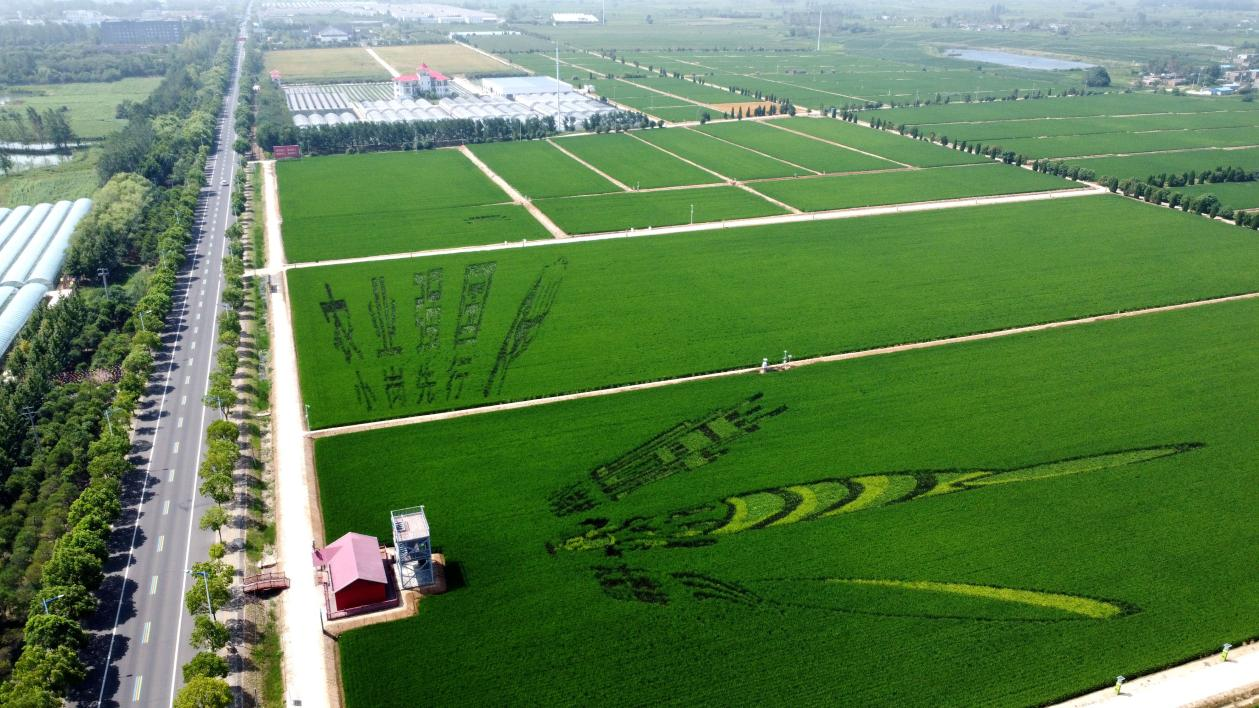 俯瞰小崗村高標(biāo)準(zhǔn)農(nóng)田。鳳陽縣委宣傳部供圖