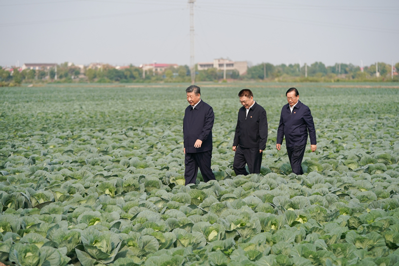 2024年11月5日，習(xí)近平總書記在湖北嘉魚潘家灣鎮(zhèn)十里蔬菜長廊考察。