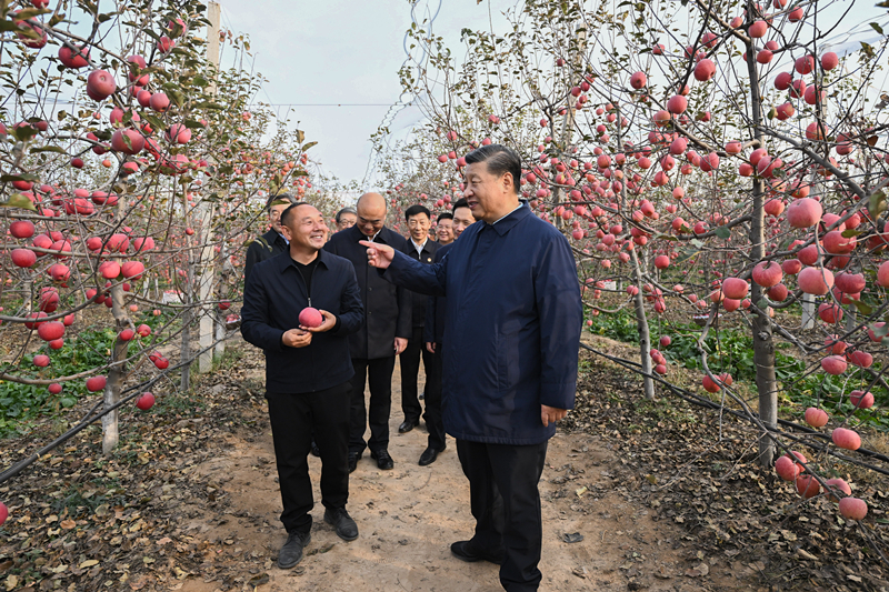 2022年10月26日，習(xí)近平總書記在陜西省延安市安塞區(qū)高橋鎮(zhèn)南溝村的蘋果園里同老鄉(xiāng)們親切交流。
