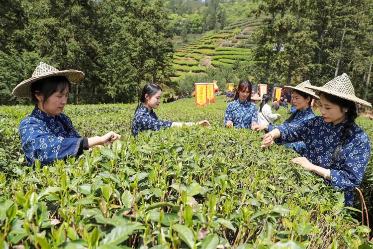 2025年4月13日，福建武夷山市星村鎮(zhèn)朝陽(yáng)村茶農(nóng)在生態(tài)茶園展示采茶。新華社發(fā)（邱汝泉 攝）