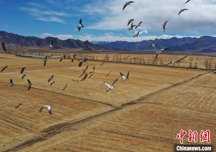 圖為黑頸鶴在拉薩市林周縣境內(nèi)飛翔?！∝暩聛硭?攝