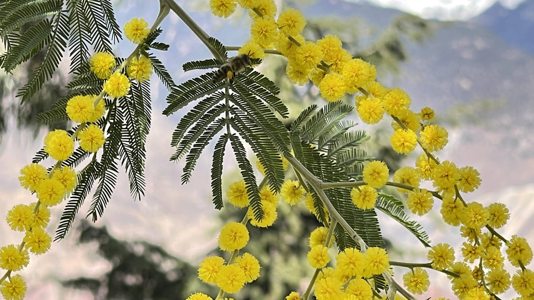 蜜蜂在金合歡花枝上休憩。