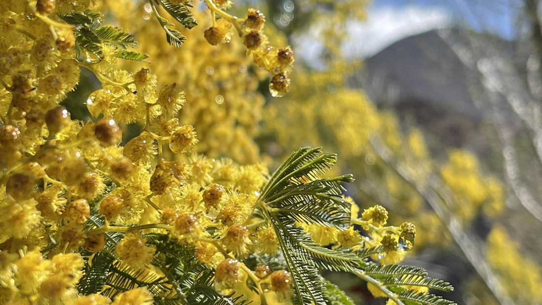 清晨帶著露珠的金合歡花。