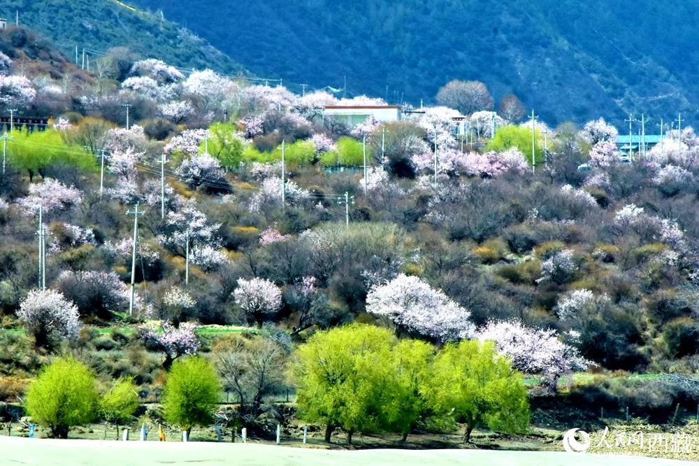 村莊掩映在桃花林中。人民網(wǎng) 李海霞攝