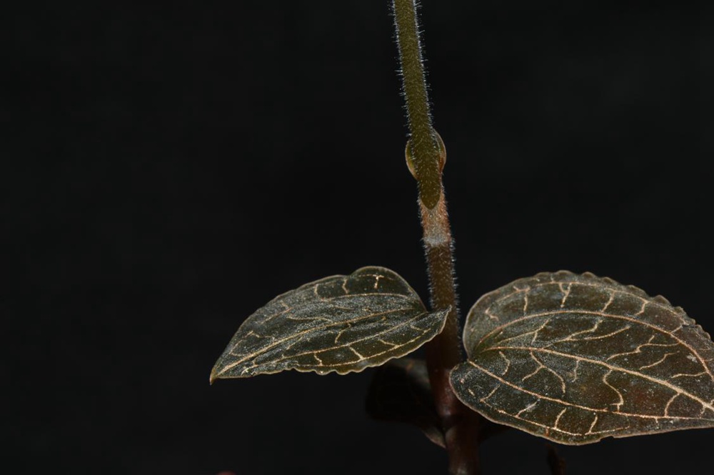 墨脫金線蘭。金效華攝
