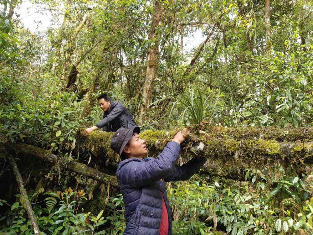 蘭花歸野。圖片由山水自然保護(hù)中心提供