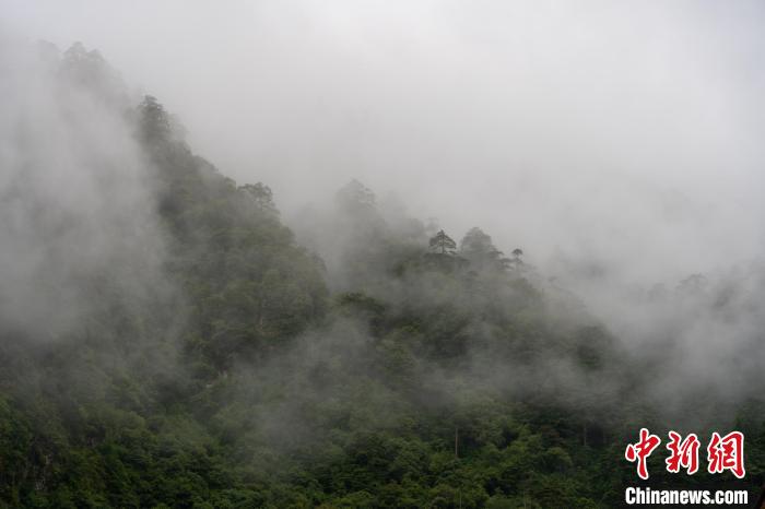 雨后勒布溝的云霧。　江飛波 攝