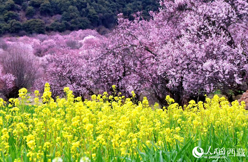 桃花與油菜花勾勒出別樣風(fēng)景。 人民網(wǎng) 李海霞攝