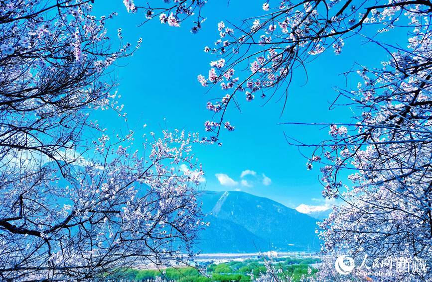藍天與桃花相映成趣。 人民網(wǎng) 李海霞攝
