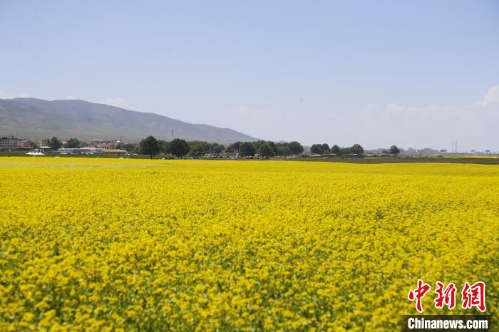 圖為青海湖畔油菜花海?！●R銘言 攝