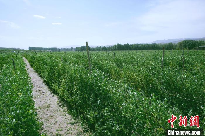 天?？h高原綠色(有機(jī))蔬菜基地種植的食用莢豆?！￡I道華 攝