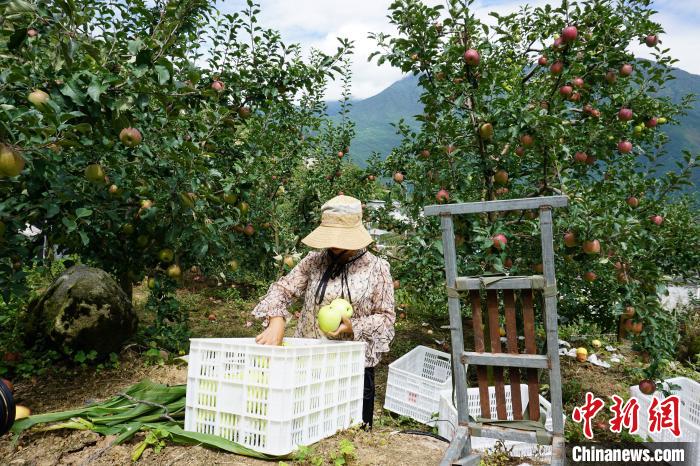 郭洪強(qiáng)的老伴正在給蘋果裝箱?！∽g 攝