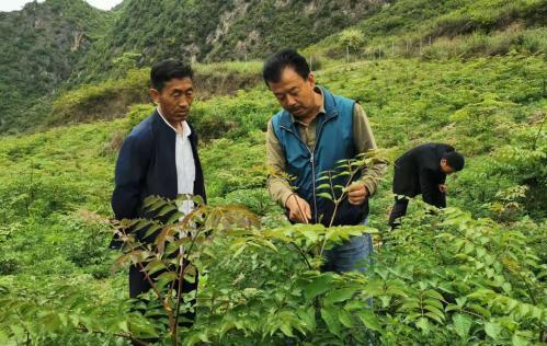 圖為張金利調(diào)研適合阿拉村種植的農(nóng)作物，經(jīng)過不斷改良技術后，產(chǎn)量大大提高。(資料圖)甘肅省水利廳供圖