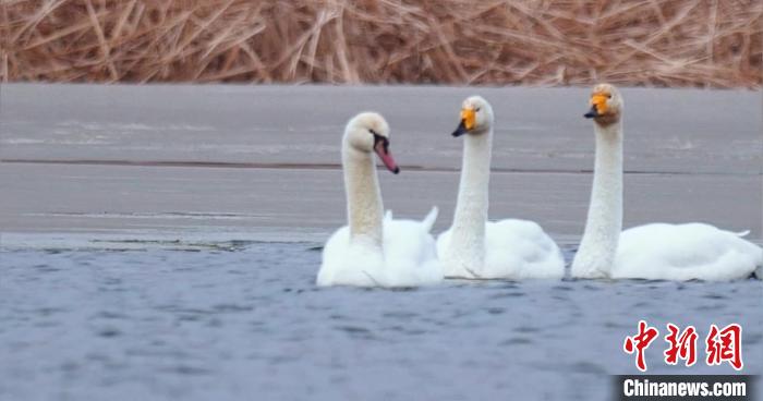 圖為疣鼻天鵝與大天鵝?！∏嗪?guó)家公園觀鳥(niǎo)協(xié)會(huì)供圖 攝