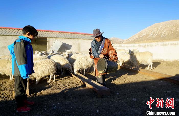圖為哇保和孫子正在喂羊。　才項(xiàng)什姐 攝