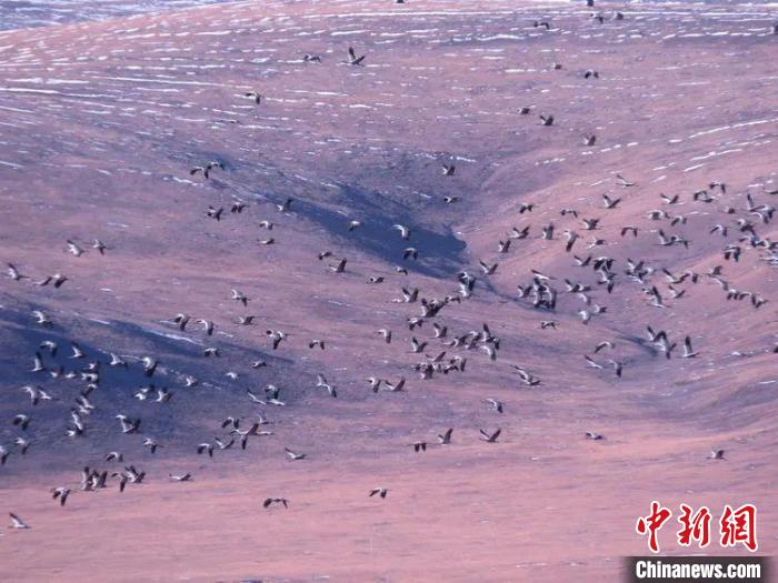 圖為黑頸鶴翔集于青海嘉塘草原上。　青海省玉樹(shù)藏族自治州稱(chēng)多縣委宣傳部供圖