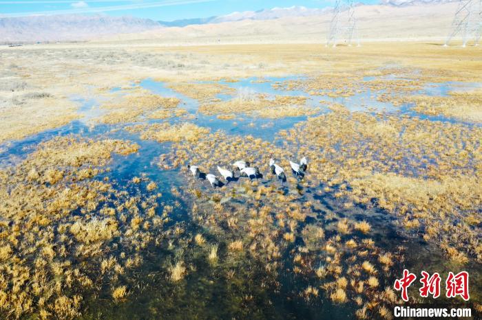 圖為一群黑頸鶴在濕地中央行走。　卡美燕 攝