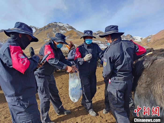 圖為義警隊員協(xié)助工作人員為牦牛接種疫苗?！∏嗪９逯莠斍呖h公安局下大武派出所供圖