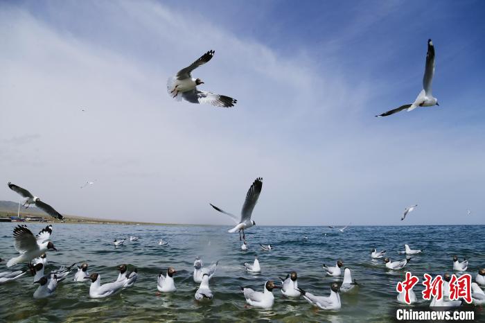 圖為水鳥在青海湖飛翔。　馬銘言 攝