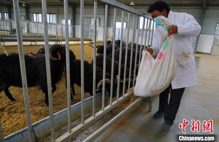 圖為飼養(yǎng)員給黑藏羊喂食。　馬銘言 攝