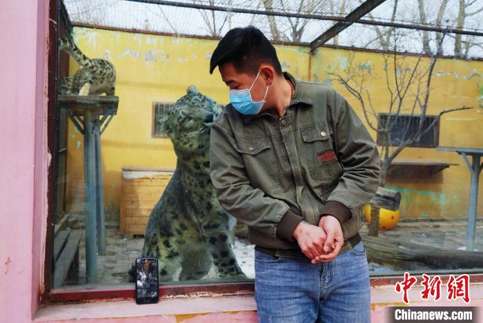 圖為雪豹“奶爸”史壽軍直播休息時與雪豹互動?！●R銘言 攝