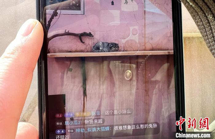 圖為雪豹“奶爸”史壽軍正在直播?！●R銘言 攝