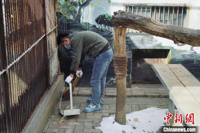 圖為雪豹“奶爸”史壽軍正在打掃豹館衛(wèi)生?！●R銘言 攝