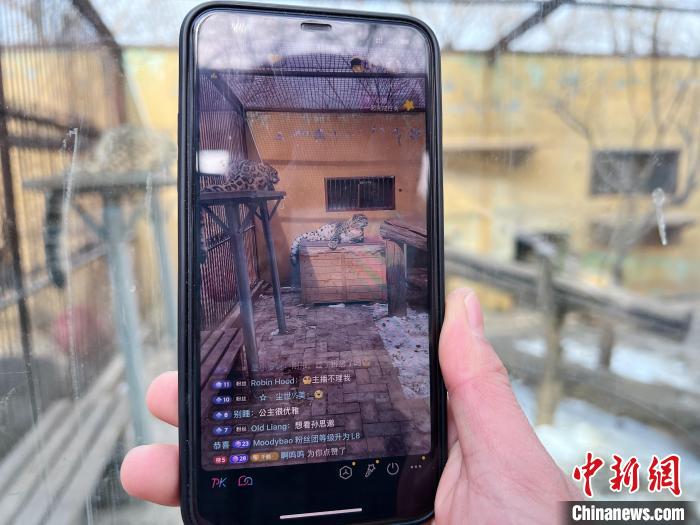 圖為雪豹“奶爸”史壽軍正在直播?！●R銘言 攝