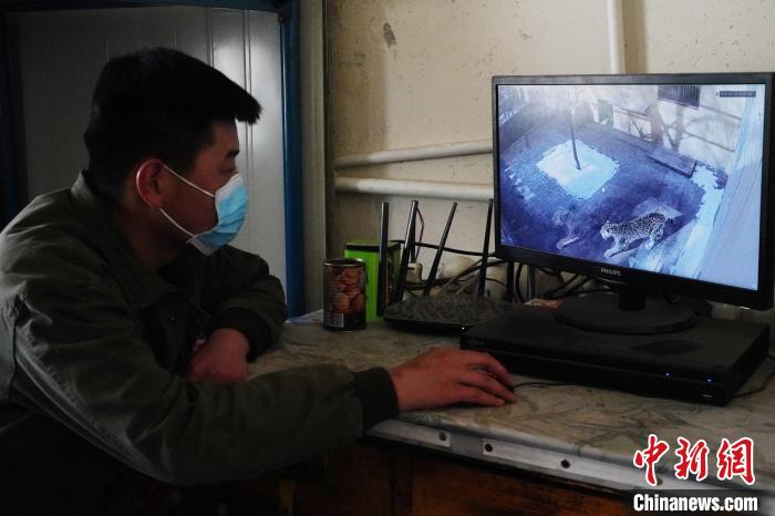 圖為雪豹“奶爸”史壽軍通過監(jiān)控察看雪豹情況?！●R銘言 攝