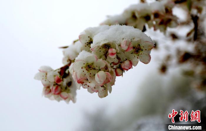 花兒被冰雪覆蓋?！±钣腊?　攝