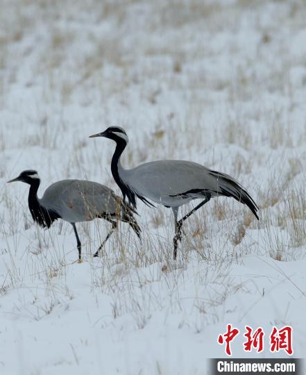 在若爾蓋濕地的蓑羽鶴?！∩袞|機(jī) 攝